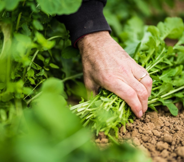 Mano che raccoglie rucola Una mano sta raccogliendo della rucola appena raccolta